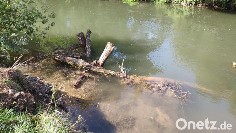 Dieser Wurzelstock und der Baumstamm sind im Ufer verankert und quer zur Fließrichtung eingebaut. Hinterfüllt wurden diese mit umgelagertem kiesigem Material. Diese Strukturelemente bieten den Fischen zahlreiche Versteckmöglichkeiten und dienen als Brutstätte für Kieslaicher. Bild: WWA Weiden, Susanne Schwab