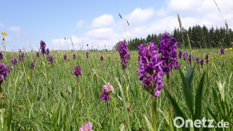 Noch gibt es sie: Wiesen mit wilden Orchideenarten im Naturpark Nördlicher Oberpfälzer Wald. Bild: Naturpark Nördlicher Oberpfälzer Wald