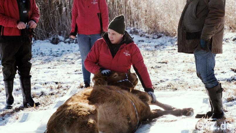Nach etwa einem halben Jahr ist die Kuh Arielle eingefangen worden. (Handout) Bild: Gut Aiderbichl/dpa