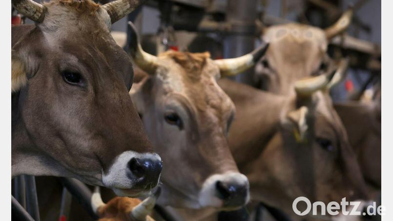 Wegen quälerischer Tiermisshandlung steht ein Mann vor dem Amtsgericht Obernburg. (Symbolbild) Bild: Karl-Josef Hildenbrand/dpa