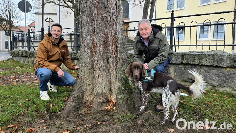 Tobias Wenisch (links), Edgar Wenisch und Gehölzpathogen-Spürhund Jim an einer stattlichen Rosskastanie im Ortskern von Konnersreuth: Dieser Baum ist im Laufe der Jahre mehrmals vom Büro Wenisch auf seine Verkehrssicherheit geprüft worden. Bild: lnz