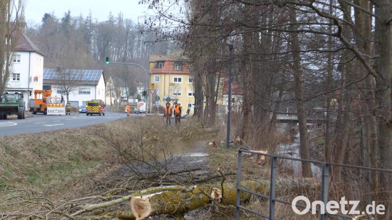 Maschinenring-Mitarbeiter hatten Anfang Februar entlang der Mühlbühlstraße in Tirschenreuth acht Pappeln gefällt. Die Bäume waren circa zwölf Meter hoch und etwa 30 Jahre alt. Die Wurzeln hatten den Asphalt angehoben, dadurch entstanden Risse und erhebliche Schäden. Die Verkehrssicherheit des Fußwegs war dadurch nicht mehr gegeben. Archivbild: Thorsten Schreiber