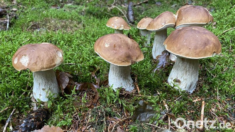 Speisepilze aus den Wäldern bei Weiden sind 39 Jahre nach der Tschernobyl-Katastrophe unbedenklich. Archivbild: Reinhold Wurm/exb