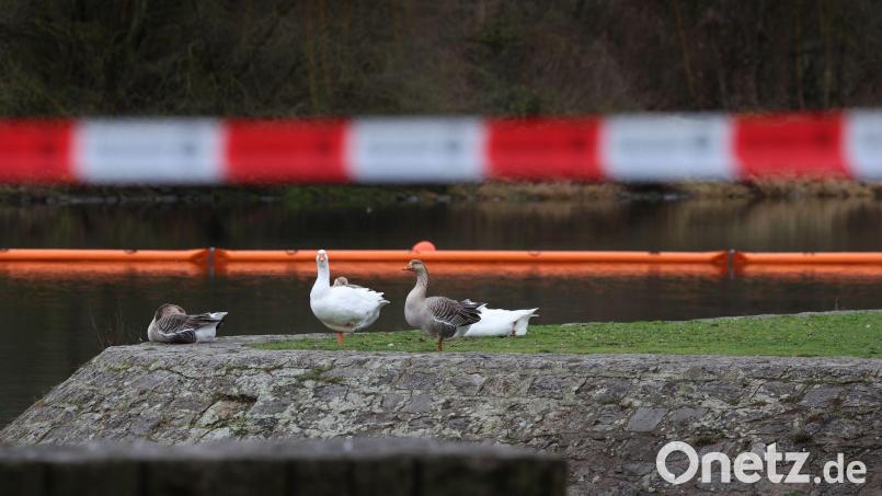 Ölsperren sollen verhindern, dass sich der Kraftstoff weiter ausbreitet. Bild: Karl-Josef Hildenbrand/dpa