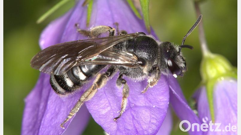 Die Glockenblumen-Schmalbiene ist deutlich kleiner als eine Honigbiene. Bild: Nabu Baden-Württemberg/dpa