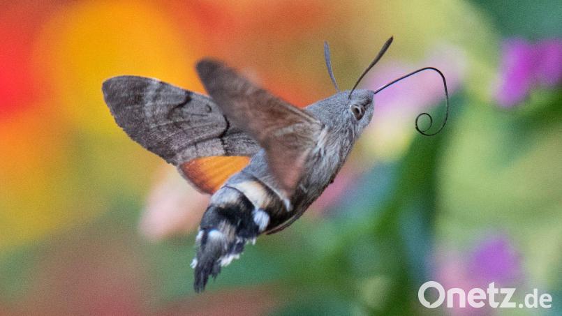 Taubenschwänzchen überwintern mittlerweile auch in Deutschland. (Archivbild) Bild: Boris Roessler/dpa