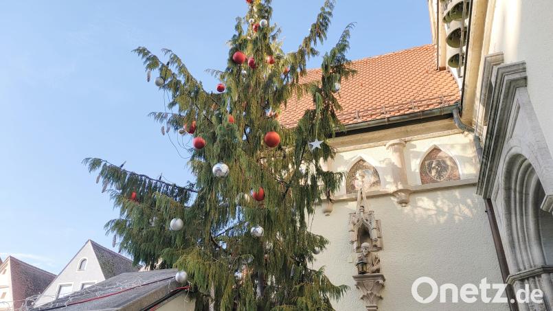Die Hängezypresse vor dem Alten Rathaus in Weiden sorgt für Diskussionen in den sozialen Medien. Bild: ald