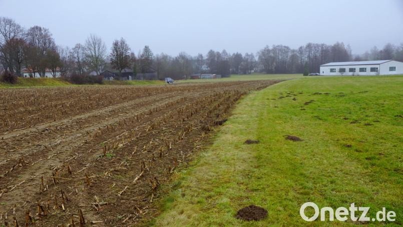 Die geforderte Ausgleichsfläche für ein Feldlerchen- und Feldsperlingsrevier veranlassten den Gemeinderat Kulmain, den Bebauungsplan "Am Schirnitzbach" auf Eis zu legen. Bild: bkr