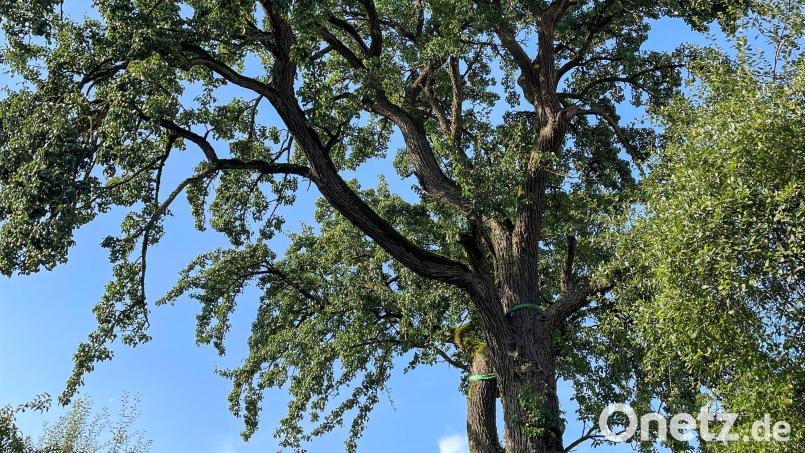 Ein Sommerbild von dem Birnbaum in Etsdorf, der jetzt als einer der größten in der Oberpfalz ausgezeichnet wurde. Archivbild: Wilhelm Koch