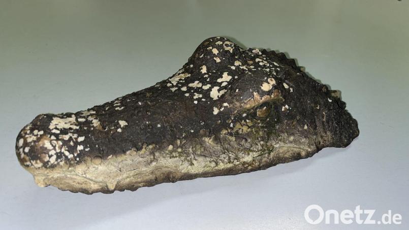 Eine täuschend echte Krokodil-Attrappe löste am Waldweiher bei Pfaffenhofen einen Polizeieinsatz aus. Bild: -/Polizeiinspektion Pfaffenhofen a.d.Ilm/dpa