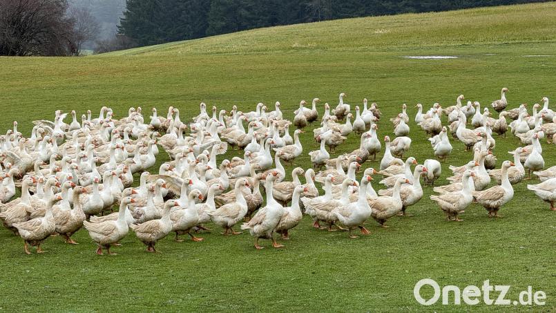 Die Gänse auf dem Fichtenhof können frei über das Gelände, bis hinter zum Wald laufen. Bild: Petra Hartl