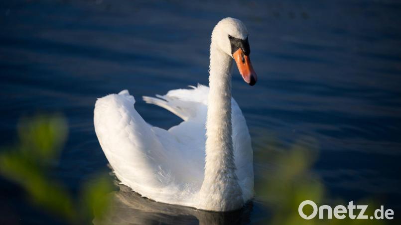 An einem bei Schönhaid (Marktgemeinde Wiesau) tot aufgefundenen Schwan ist das Vogelgrippevirus nachgewiesen worden. Bei diesem Foto handelt es sich um ein Symbolbild Symbolbild: Philip Dulian/dpa