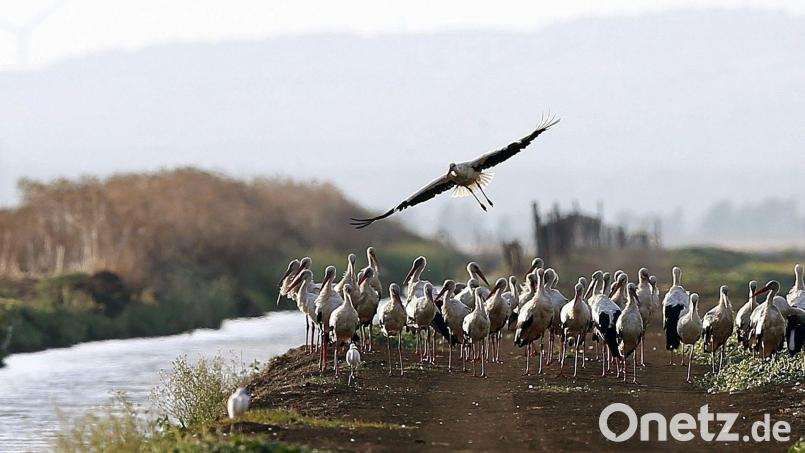 Südlich von Madrid sind rund 400 an der Vogelgrippe verendete Weißstörche geborgen worden. Bild: J. J. Guillen/epa/dpa