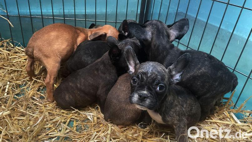 Im Advent boomt der illegale Welpenhandel laut dem bayerischen Landesverband des Deutschen Tierschutzbunds. (Archivbild) Bild: Paul Zinken/dpa/dpa-tmn