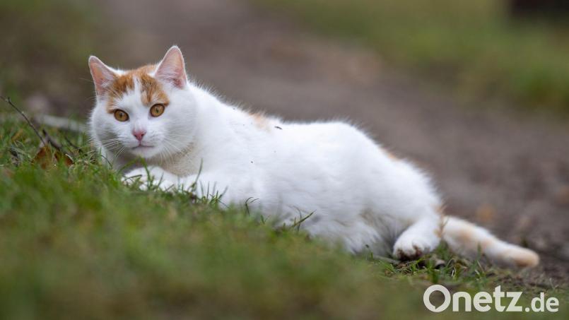 In Stulln ist eine Katze durch Rattengift gestorben. Symbolbild: Monika Skolimowska/dpa-Zentralbild/dpa