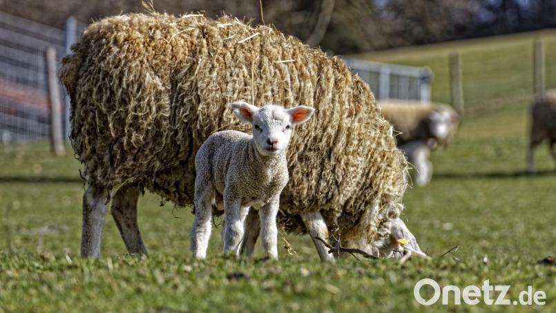 Ein Lamm wurde aus einem Stall in Straas gestohlen. Die Polizei sucht nach Hinweisen. Symbolbild: adobestock.com