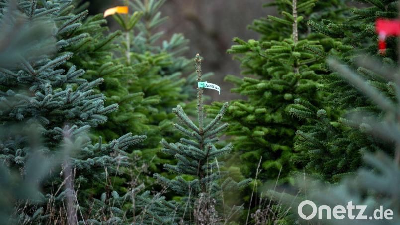 Hier stehen die Christbäume noch auf einer Plantage. Beim Transport hat es ein Händler in Lohr am Main etwas zu gut gemeint. (Symbolbild) Bild: Pia Bayer/dpa