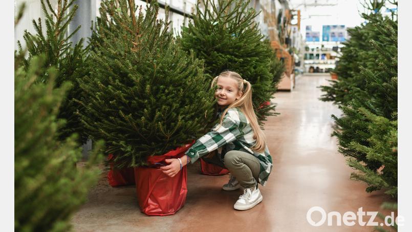 Eine nachhaltige Alternative bietet ein Weihnachtsbaum im Topf. Bei der richtigen Pflege kann er im Folgejahr wiederverwendet oder im Garten ausgewildert werden. Symbolbild: Irina Kuchugurina – stock.adobe.com
