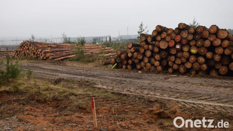 Die Weiterentwicklung des Gewerbegebietes kann beginnen: Die Rodungsarbeiten für die Erweiterung des Gewerbegebietes Schafhof-Ost sind bereits angelaufen. Erst in den vergangenen Monaten sind die Grundstückverträge unterzeichnet worden. Bild: bö