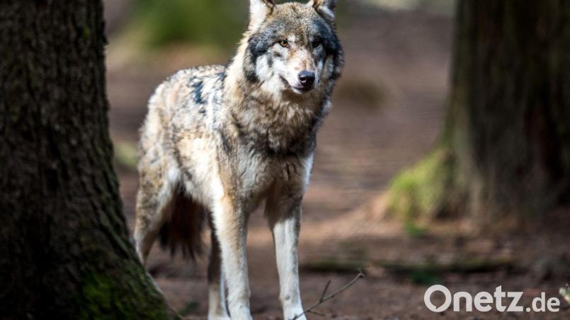 Die Hürden für Abschüsse von Wölfen sollen kleiner werden. Bild: Alexander Heinl/dpa