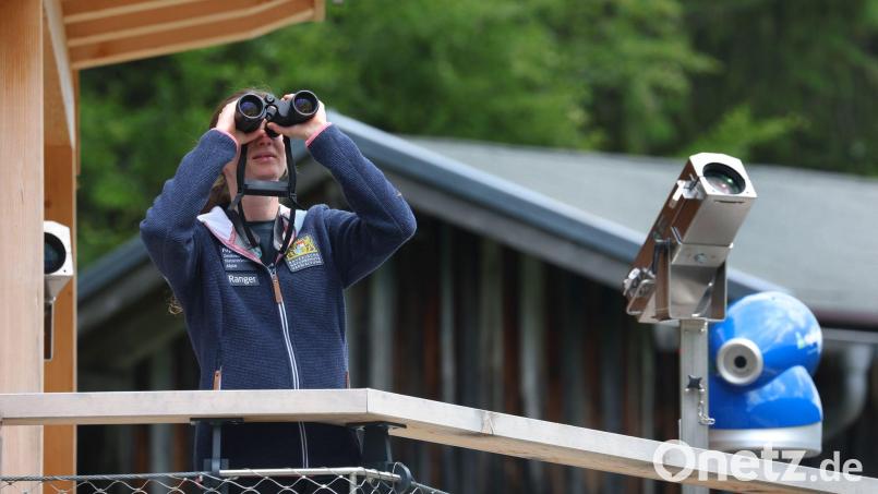 Rangerin Daniela Tritscher war bislang für das Naturschutzzentrum Alpinium in den Allgäuer Bergen unterwegs. Nun wird das Modellprojekt beendet. (Archivbild) Bild: Karl-Josef Hildenbrand/dpa