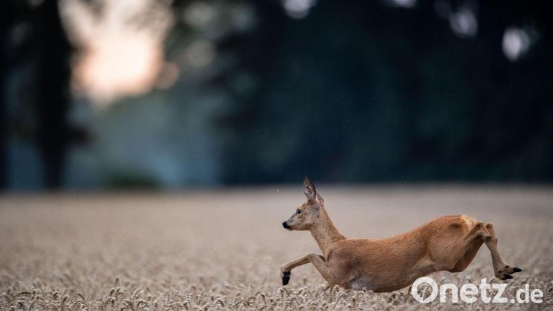 Anfang Dezember hat sich die Staatsregierung auf den Entwurf für ein neues Jagdgesetz verständigt. Mit ihm soll die staatlich verordnete Abschussplanung für Rehwild gelockert werden. Symbolbild: Lino Mirgeler/dpa