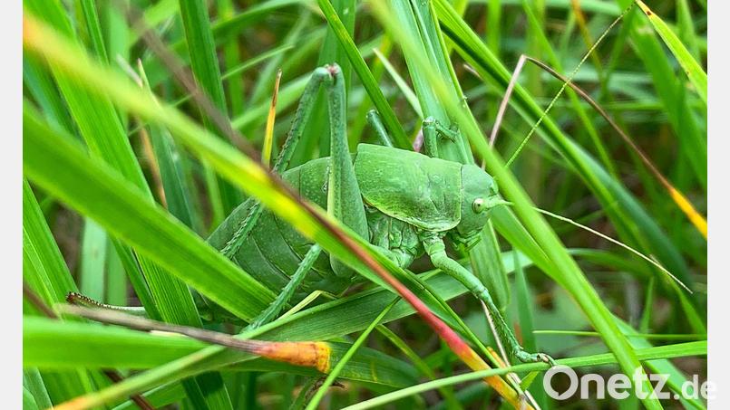 Dieses vom Landratsamt (LRA) Donau-Ries zur Verfügung gestellte Foto zeigt eine sehr seltene Wanstschrecke (Polysarcus denticauda) im Gras. (Handout) Bild: Fabian Fürbaß/LRA Donau-Ries/dpa