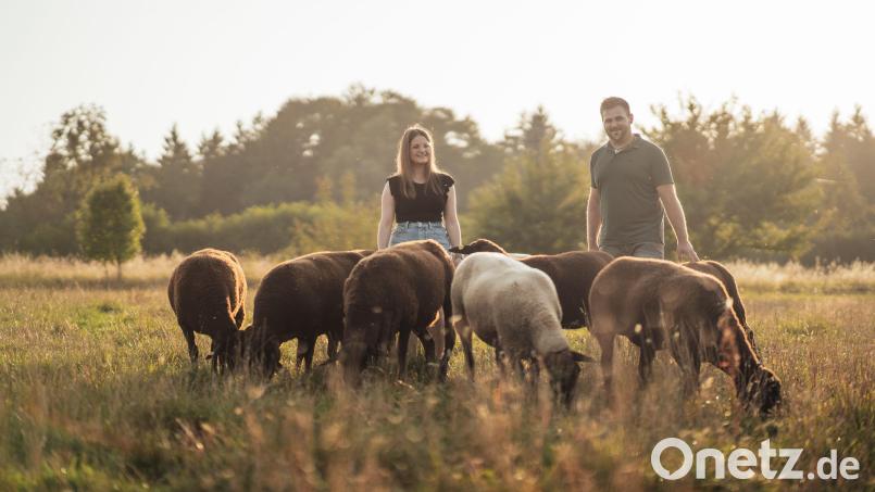 So idyllisch auf der Wiese grasen die Schafe von Simone Ostermeier und Andreas Braun nur im Sommer, im Herbst geht es ab in den Stall. Bild: Stefan Sperl