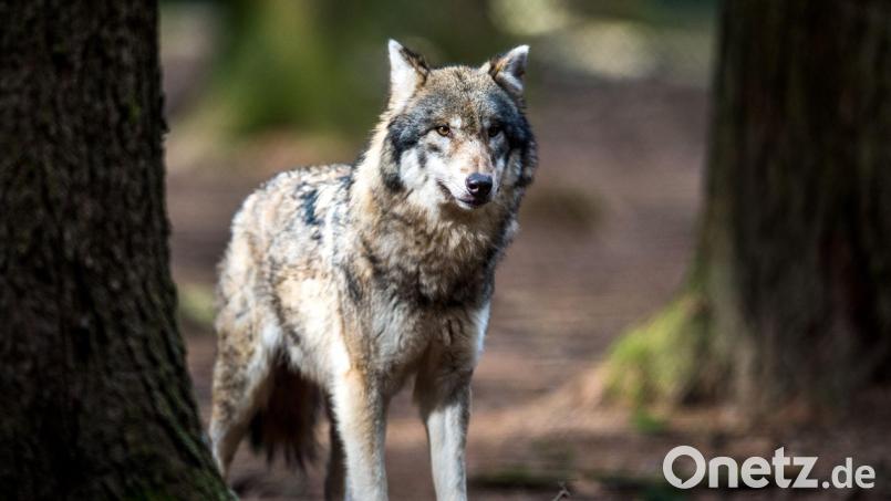 Laut Landesamt für Umwelt handelt es sich bei den Tieren im Video um Jungwölfe. (Symbolbild) Bild: Alexander Heinl/dpa