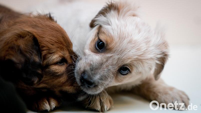 Ein Schwandorfer hat 1200 Euro an einen vermeintlichen Welpen-Verkäufer in Stuttgart überwiesen – jedoch nie einen Hund dafür bekommen. Symbolbild: Kay Nietfeld/dpa