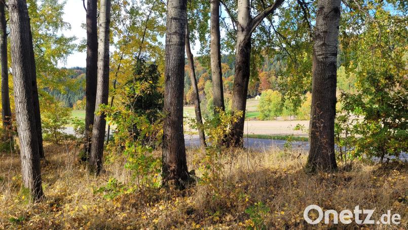 Ein Naturfriedhof soll nach dem Willen der Firma Trauerwald Bayern GmbH an der Verbindungsstraße von Dautersdorf nach Jedesbach errichtet werden, nahe der Abzweigung zur Schönbuchenkapelle (im Hintergrund zu sehen). . Bild: Deml/exb