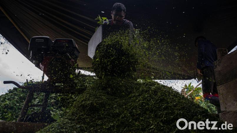 Kolumbien ist der größte Kokainproduzent der Welt. (Archivbild) Bild: Edinson Arroyo/dpa