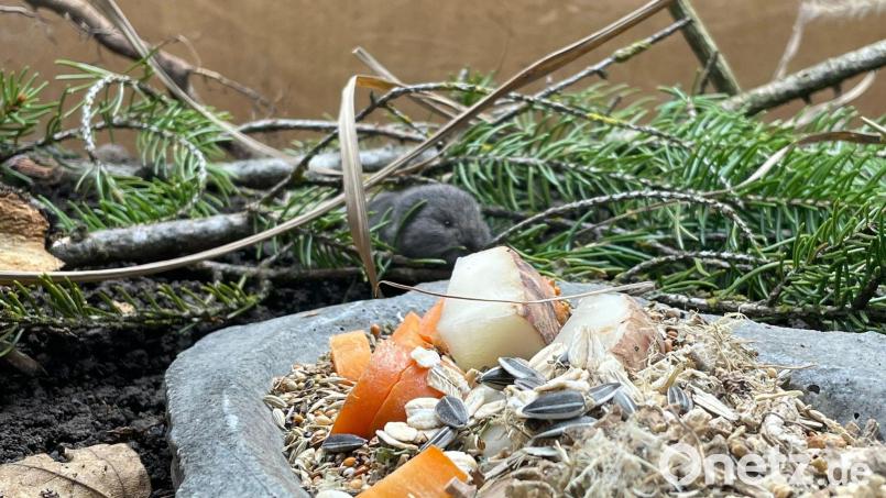Die Geburt des Jungtiers feiert der Tierpark als Zuchterfolg. Bild: Tierpark Hellabrunn/dpa