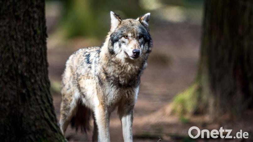 Im Fichtelgebirge wurde ein neues Wolfsterritorium bestätigt. Symbolbild: Alexander Heinl/dpa