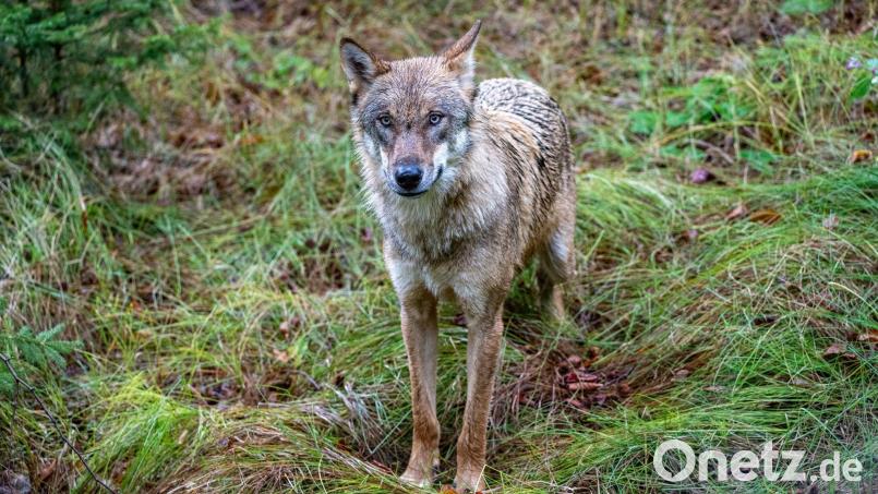 Laut Landesamt für Umwelt handelt es sich bei den Tieren im Video um Jungwölfe. (Symbolbild) Bild: Armin Weigel/dpa