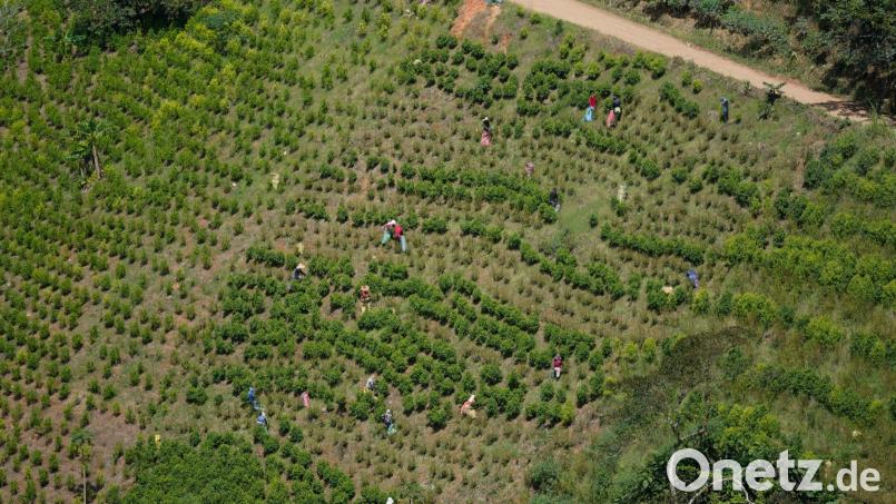 Kolumbien ist der größte Kokainproduzent der Welt. (Archivbild) Bild: Fernando Vergara/AP