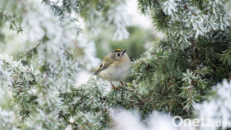 Frostig - aber wenig Aussicht auf Schnee. Bild: Silas Stein/dpa