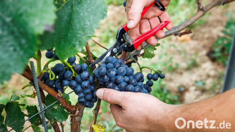 Bauernpräsident Joachim Rukwied sagt, der Weinbau sei in der größten Krise seit Jahrzehnten.(Archivbild) Bild: Lando Hass/dpa