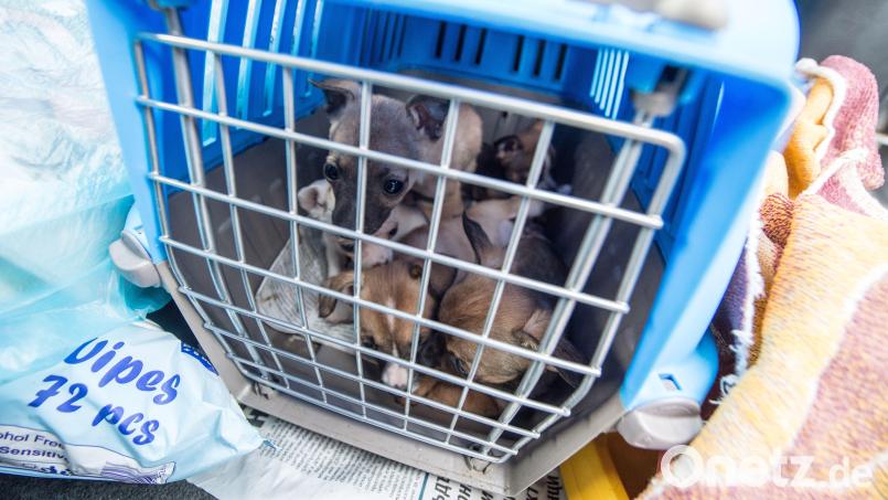 Fünf Welpen sitzen in einem Käfig in einem von Schleierfahndern angehaltenen Fahrzeug. Auch die Grenzpolizei Waidhaus entdeckt immer wieder solche illegalen Welpentransporte. Archivbild: Armin Weigel, dpa