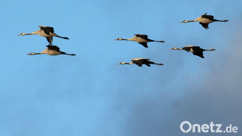 Winterflucht: Tausende Kraniche sind erst jetzt gen Süden losgezogen. (Symbolbild) Bild: Sina Schuldt/dpa