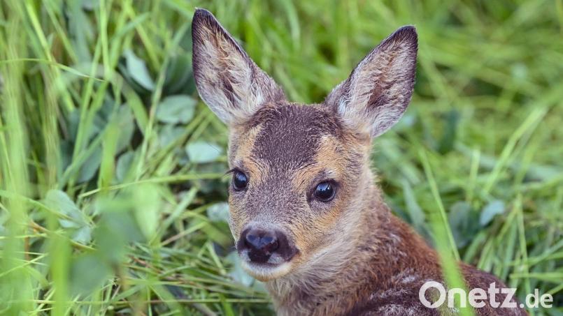 Nach dem Fund des toten Rehkitzes ermittelt die Polizei wegen Jagdwilderei. (Symbolbild) Bild: Patrick Pleul/dpa/dpa-tmn