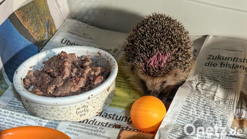 Zwischen Katzenfutter, Spielzeugen und Zeitungspapier dürfen kranke Igel in Schmidmühlen wieder fit werden. Bild: Petra Hartl
