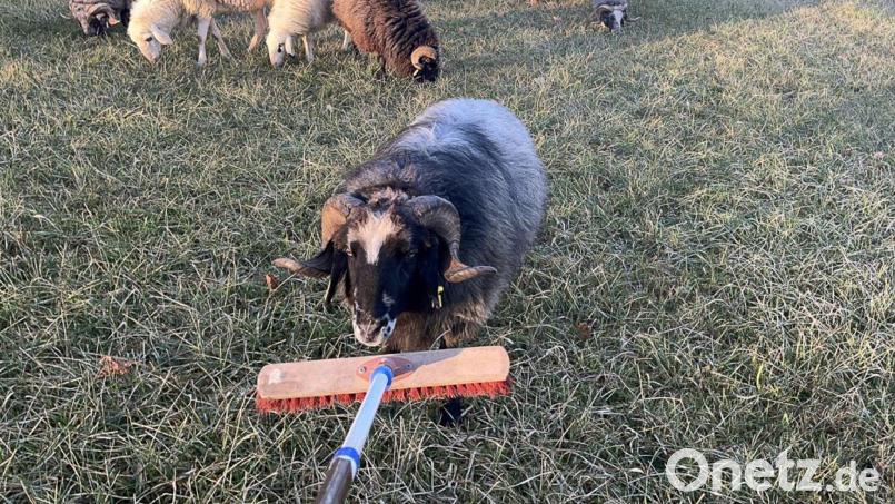 Bis zum Eintreffen des Eigentümers kümmerte sich die Polizei um die Tiere. Bild: -/Polizeiinspektion Pegnitz/dpa