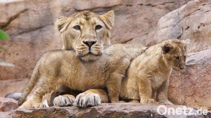 Löwin Aarany bekommt nicht zum ersten Mal Nachwuchs im Nürnberger Tiergarten. (Archivbild) Bild: Daniel Karmann/dpa