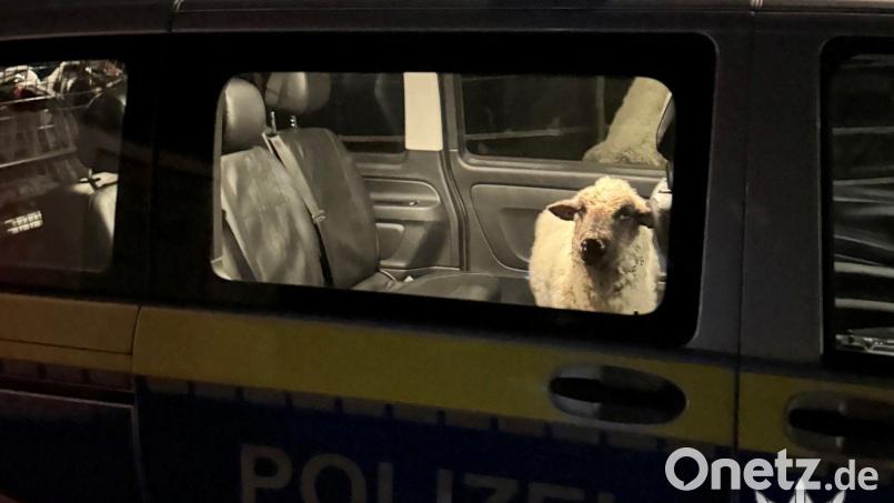 Die Polizei sperrt das entlaufene Schaf in den Streifenwagen. Bild: Polizeipräsidium Konstanz/dpa