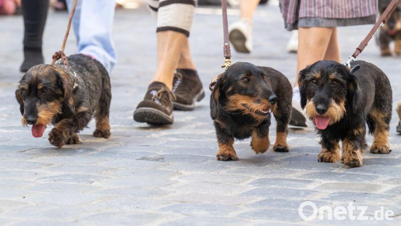 2026 soll es in Regensburg wieder eine Dackelparade geben. (Archivbild) Bild: Armin Weigel/dpa