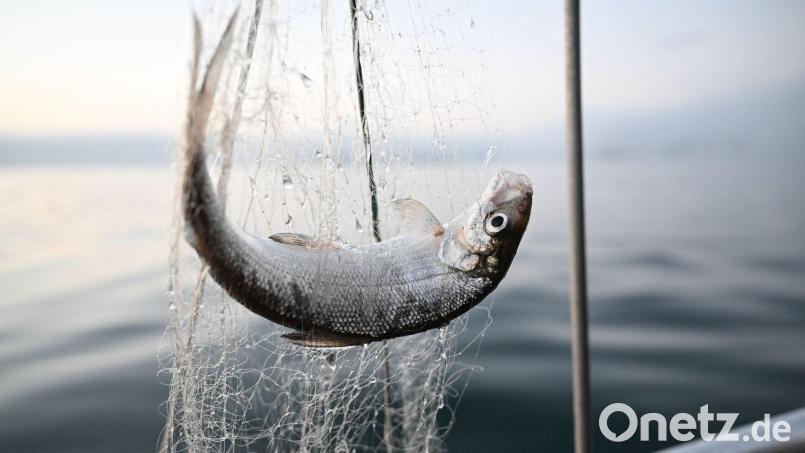 Noch ein Jahr lang sollen die Fische geschont werden. (Archivbild) Bild: Felix Kästle/dpa
