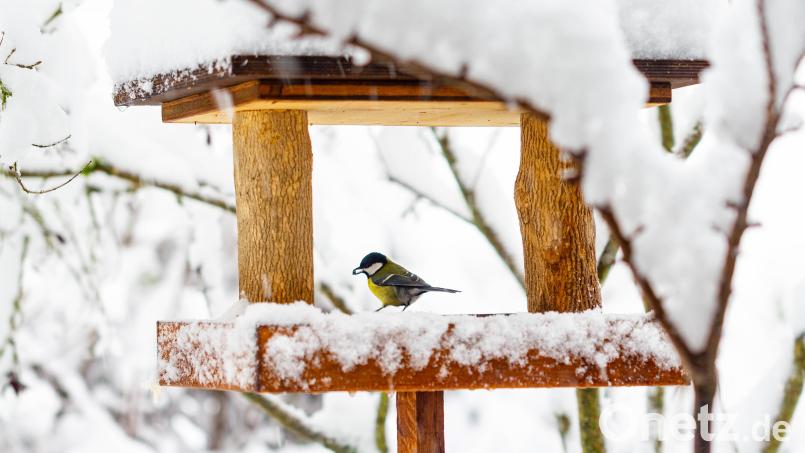 Futterhäuschen im Garten bieten eine gute Gelegenheit, Vögel aus der Nähe zu beobachten Symbolbild: InPixKommunikation – stock.adobe.com