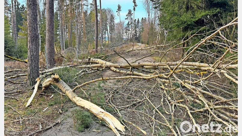 Gleich mehrere Bäume fällten die Biber entlang des Steinwaldradweges bei Waldershof. Bild: Matthias Bäumler