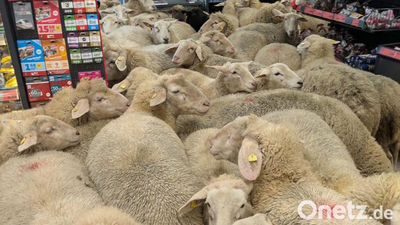 Schafe im Supermarkt - gekauft haben sie nichts. Bild: REWE Group/dpa